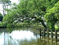 Water Oak