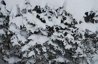 Snow