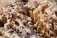 Snow