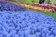 Blue and Purple Flowers