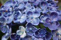 Hydrangea