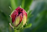 Flower Bud