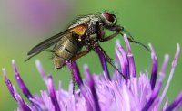 A Fly