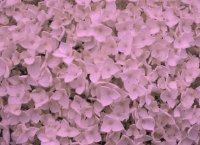 Pink Hydrangea