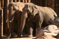 Elephants