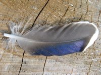 Feather