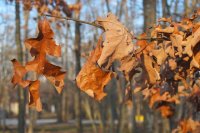 Brown leaves