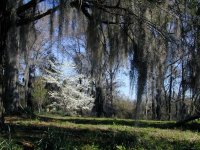 Spanish moss tree