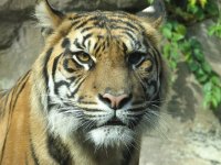 A Tiger