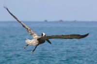Brown Pelican