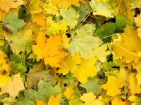 Autumn Leaves
