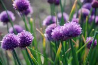 Purple Flowers