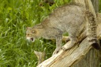 Scottish Wild Cat