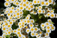 White Flowers