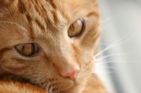 Ginger Cat