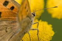 Yellow Butterfly