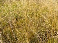 Dry Grass