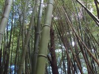 Bamboo Plants