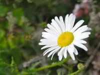 A Daisy