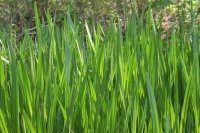 Green Grass