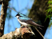 A Bird
