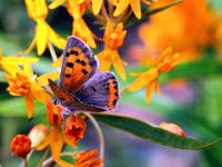 A Butterfly