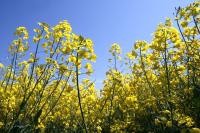 Monoculture