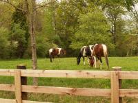 Three Horses