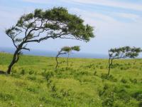 Trees in the wind