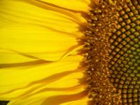 Sunflower- Macro