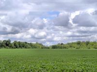 Farm Landscape