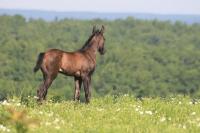 A Pony