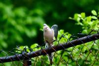 A Dove