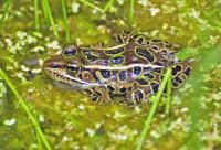 Leopard Frog