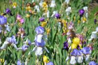 Iris flowers