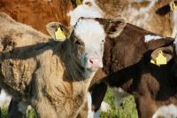 Cows