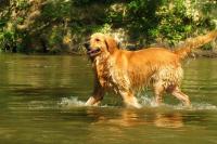 Golden Retriever in the water