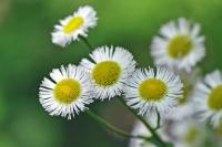 Wild Flowers