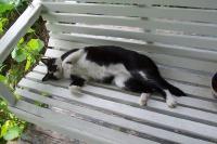 A Lazy Cat