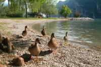 Ducks on the beach