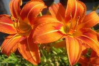 Tiger Lily