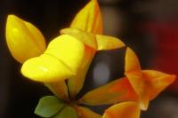 Birds-foot Trefoil