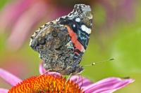 Red Admiral Butterfly