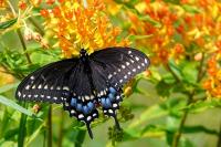 A Butterfly