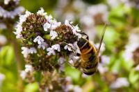 Bee on a flower