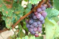Grapes