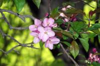 Pink Flowers