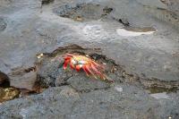 Crab