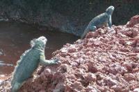 Two Iguanas