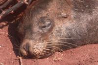 Sleeping Seal